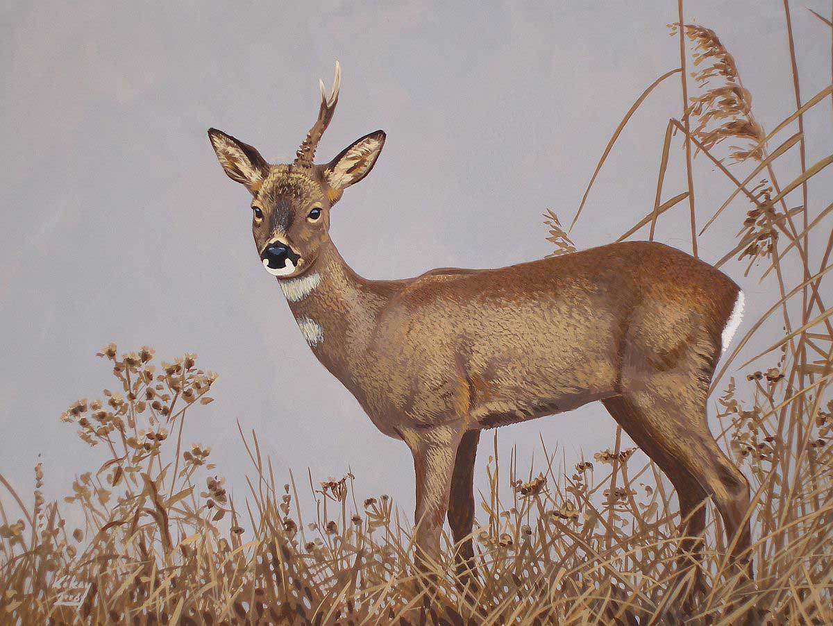 Roe Deer (Capreolus capreolus), watercolour and bodycolour on paper
