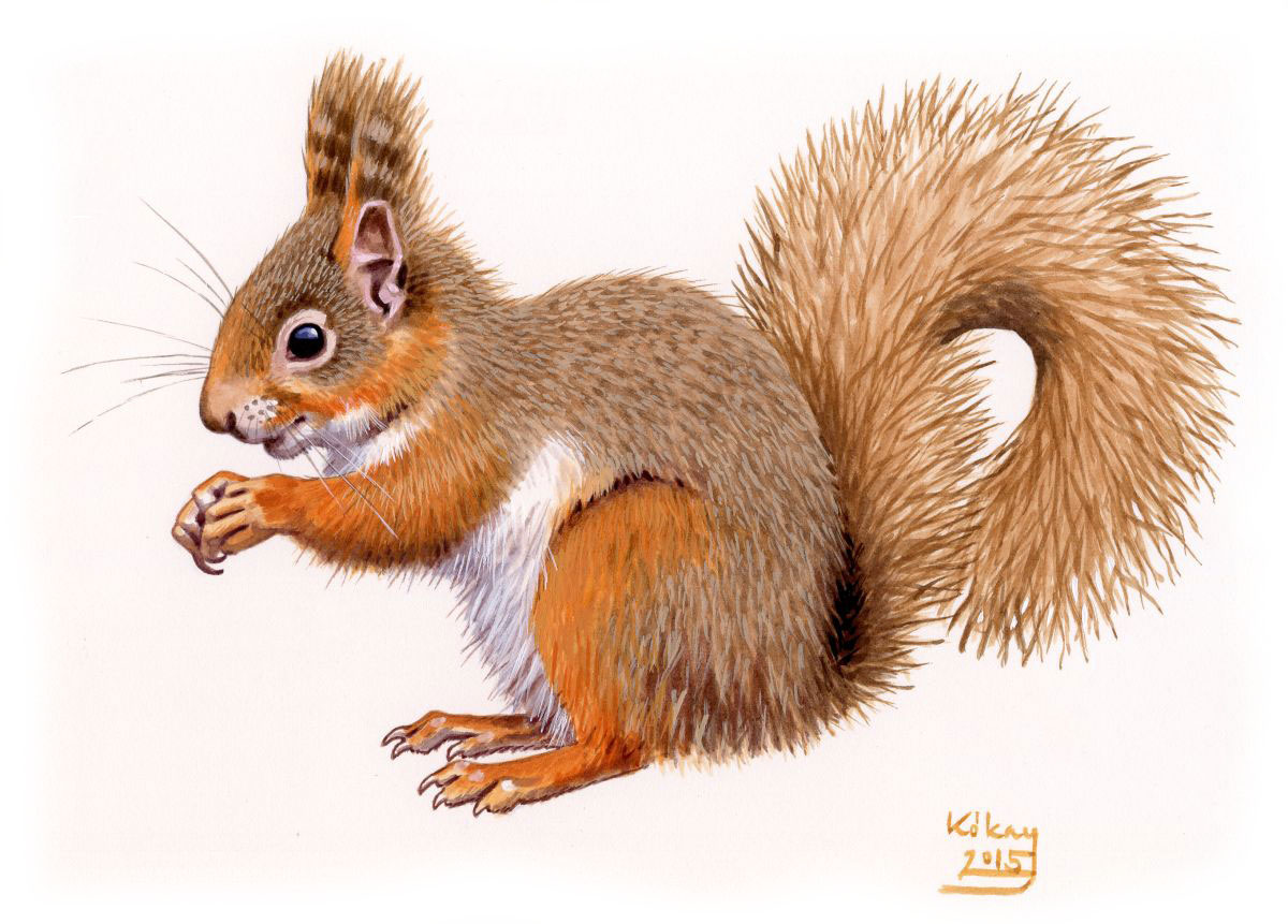 Vörös mókus (Sciurus vulgaris), akvarell és gouache papíron