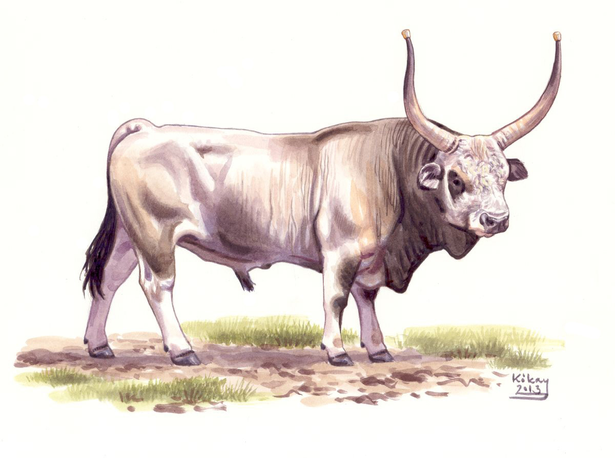 Szürkemarha bika (Bos taurus), akvarell és gouache papíron