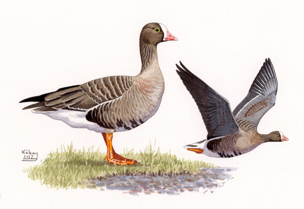 Lesser White-fronted Goose (Anser erythropus), watercolour and bodycolour on paper