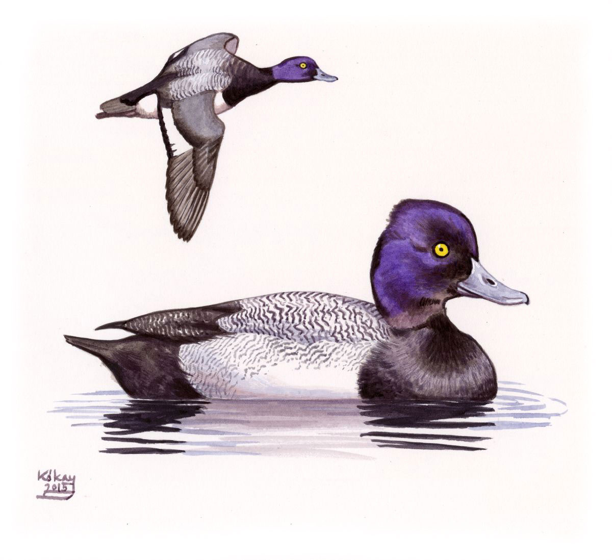 Lesser Scaup (Aythya affinis), watercolour and bodycolour on paper