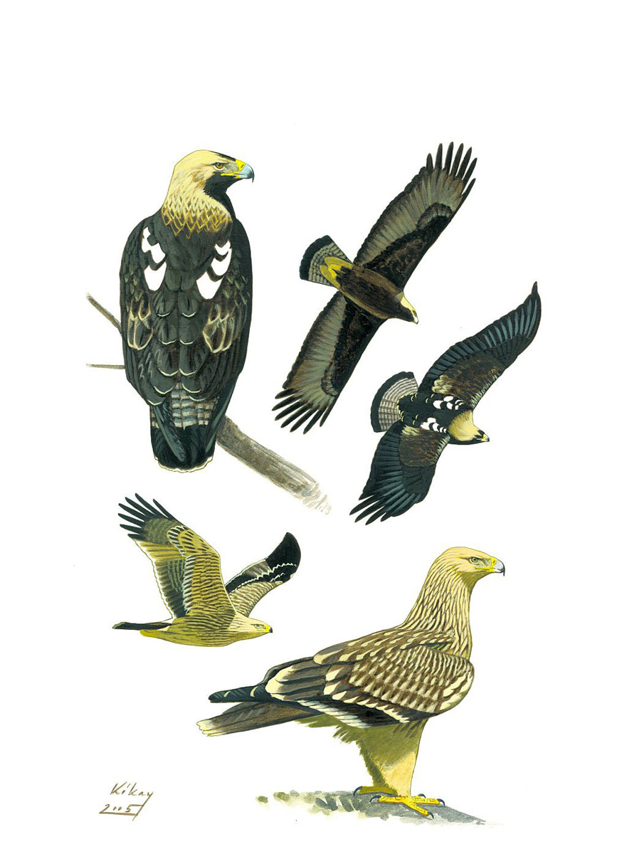 Eastern Imperial Eagle (Aquila heliaca), acrylic on paper