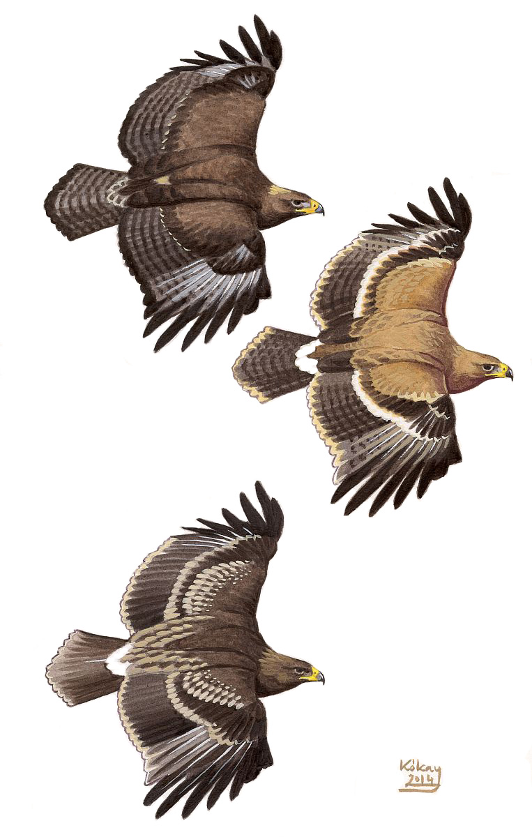 Pusztai és fekete sas (Aquila nipalensis, clanga), akvarell és gouache papíron