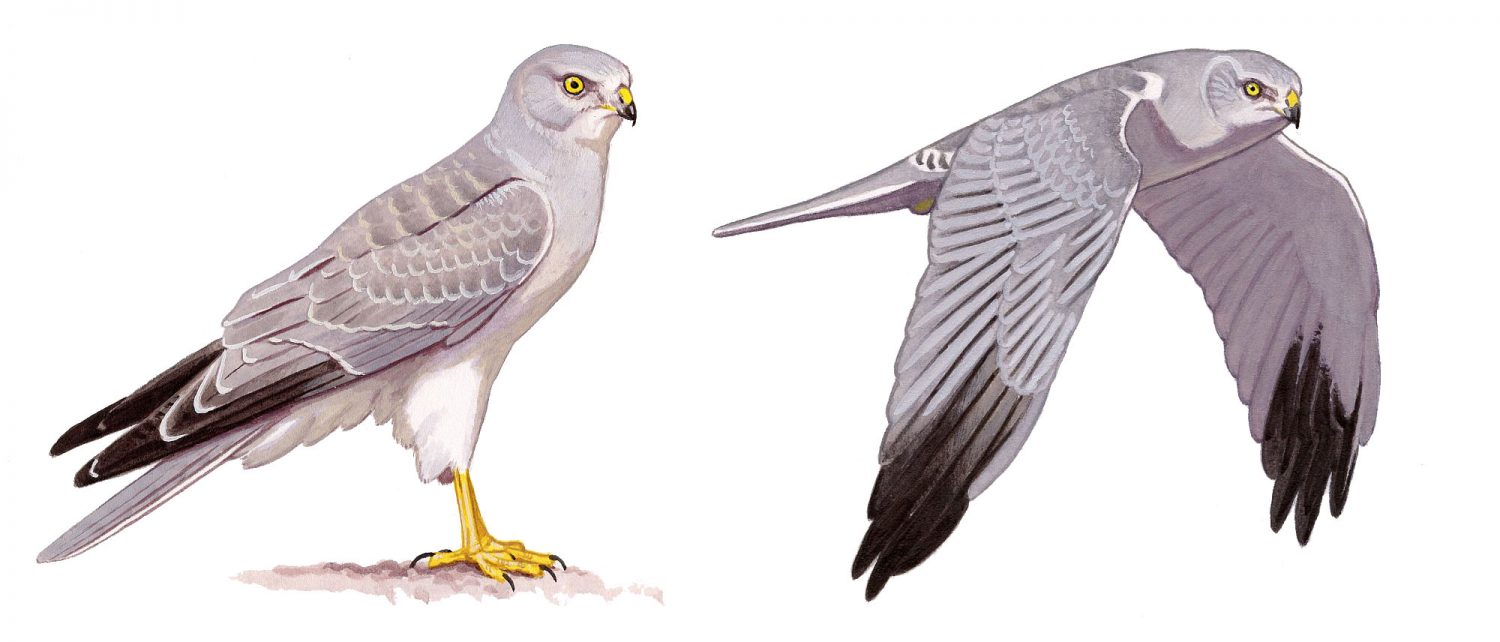 Pallid Harrier (Circus macrourus), watercolour and bodycolour on paper