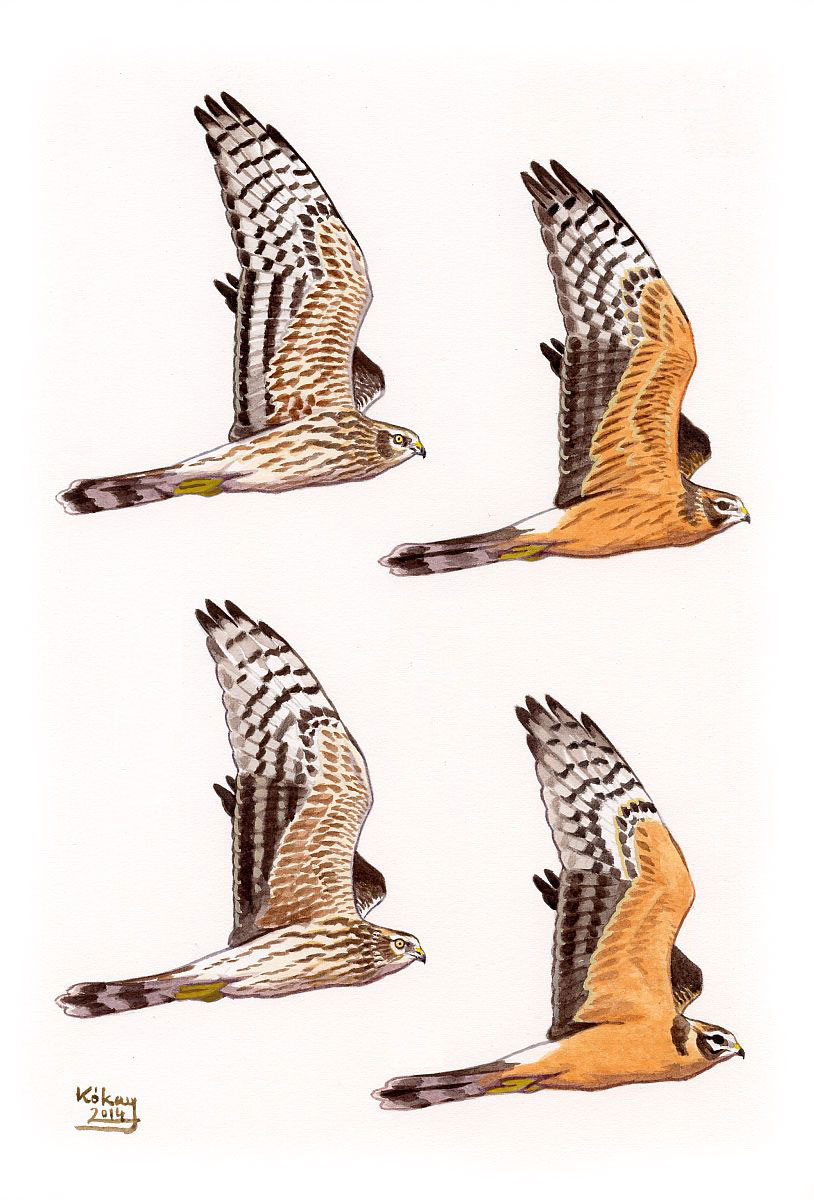 Montagu's and Pallid Harrier (Circus pygargus, macrourus), watercolour and bodycolour on paper