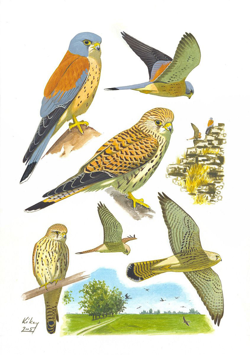 Lesser Kestrel (Falco naumanni), acrylic on paper