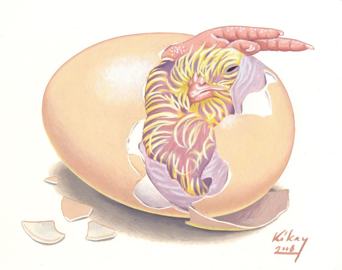 Hatching chick (Gallus gallus domesticus), watercolour and bodycolour on paper