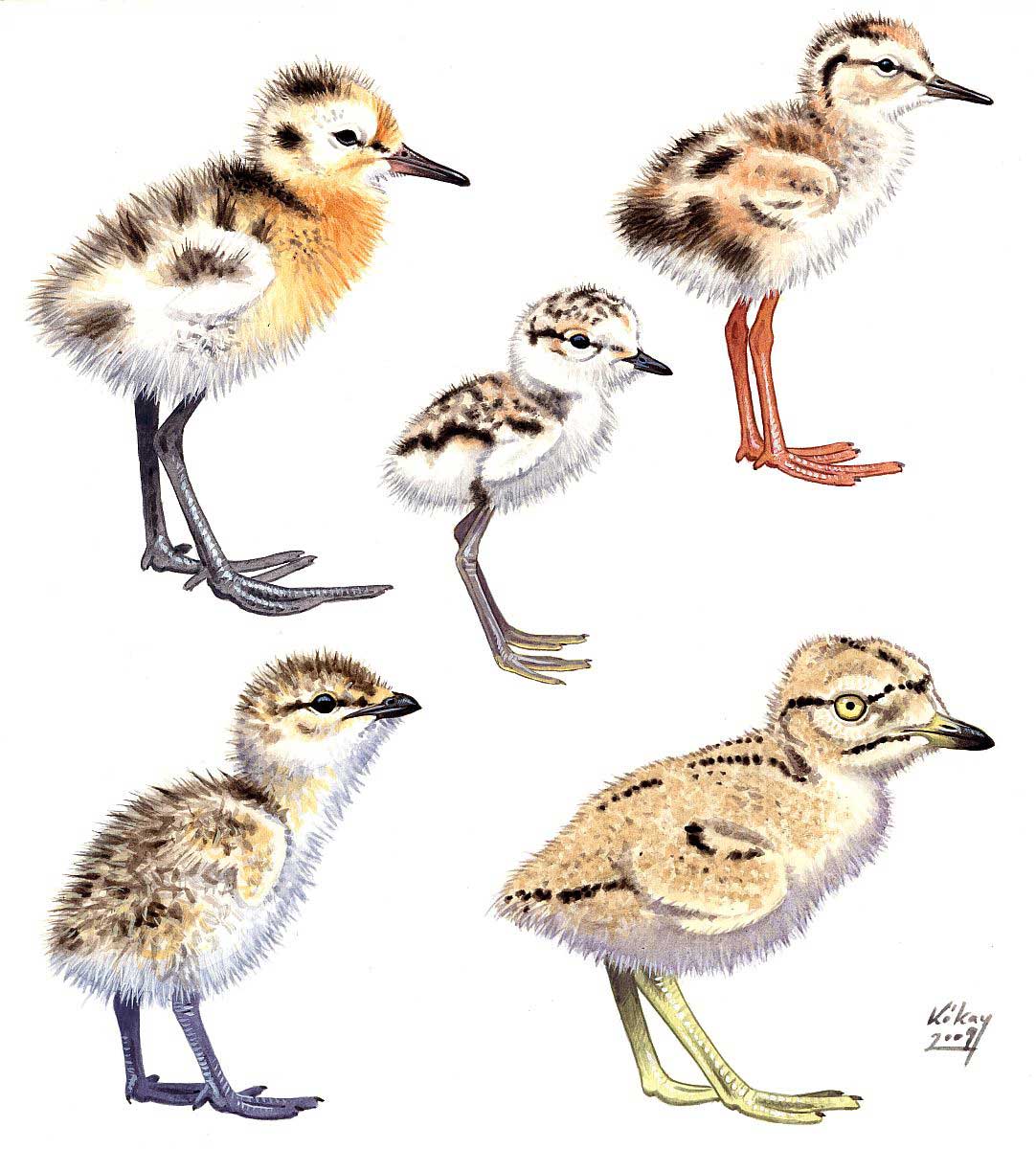 Shorebird chicks, watercolour on paper