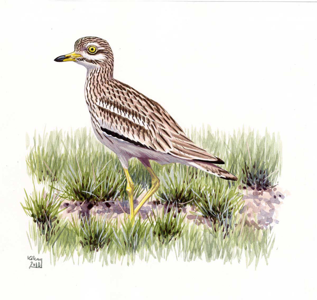 Eurasian Thick-knee (Burhinus oedicnemus), watercolour and bodycolour on paper