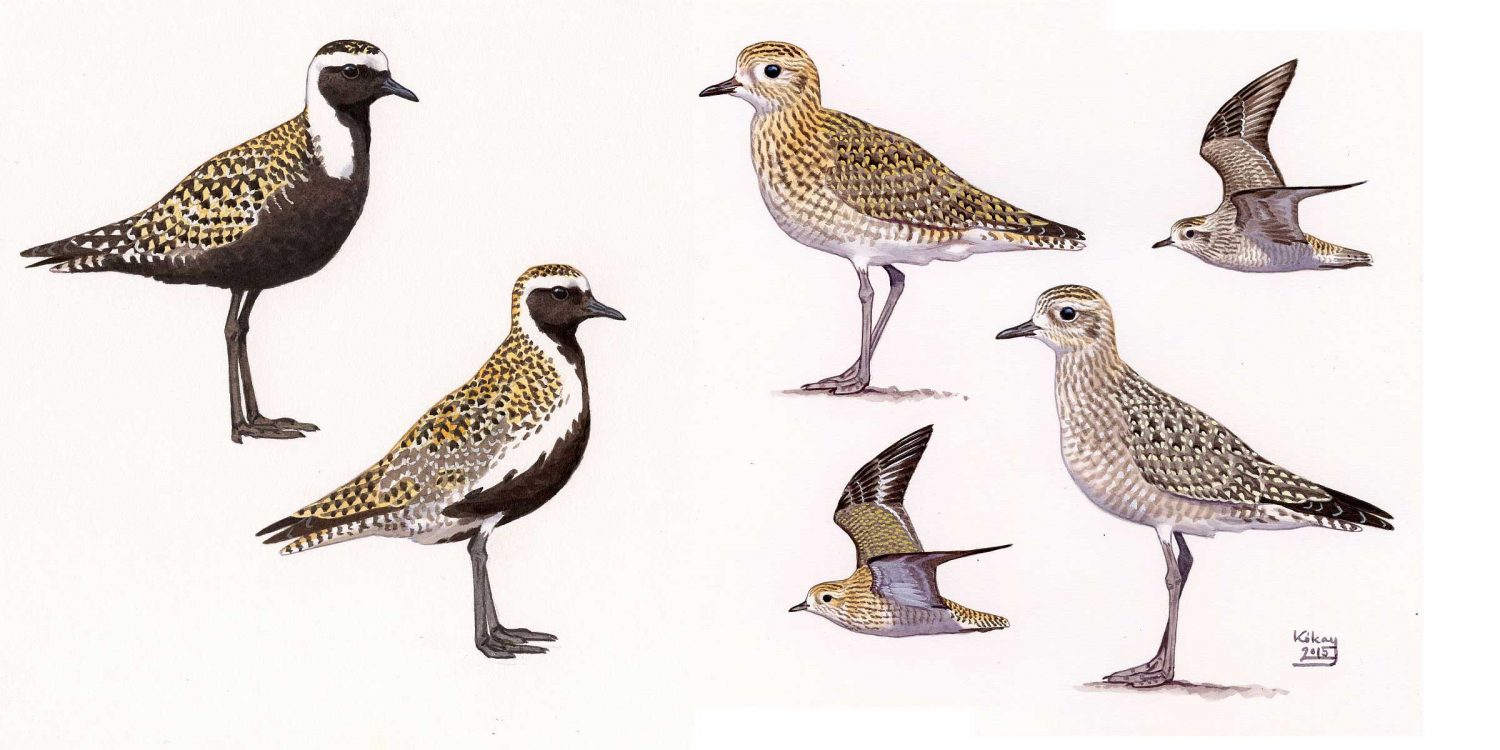 American and European Golden Plover (Pluvialis dominica, apricaria), watercolour and bodycolour on paper