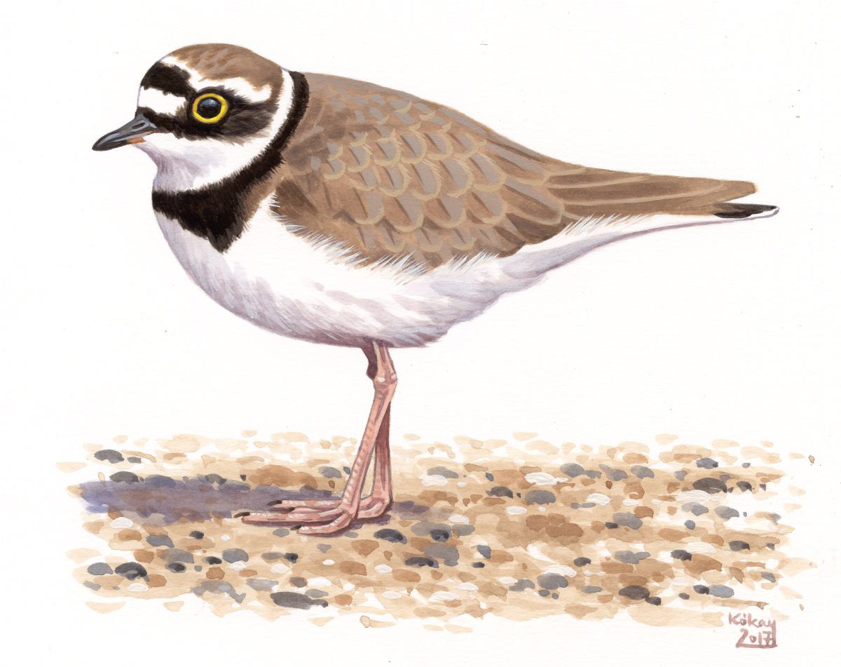 Little Ringed Plover (Charadrius dubius), watercolour and bodycolour on paper