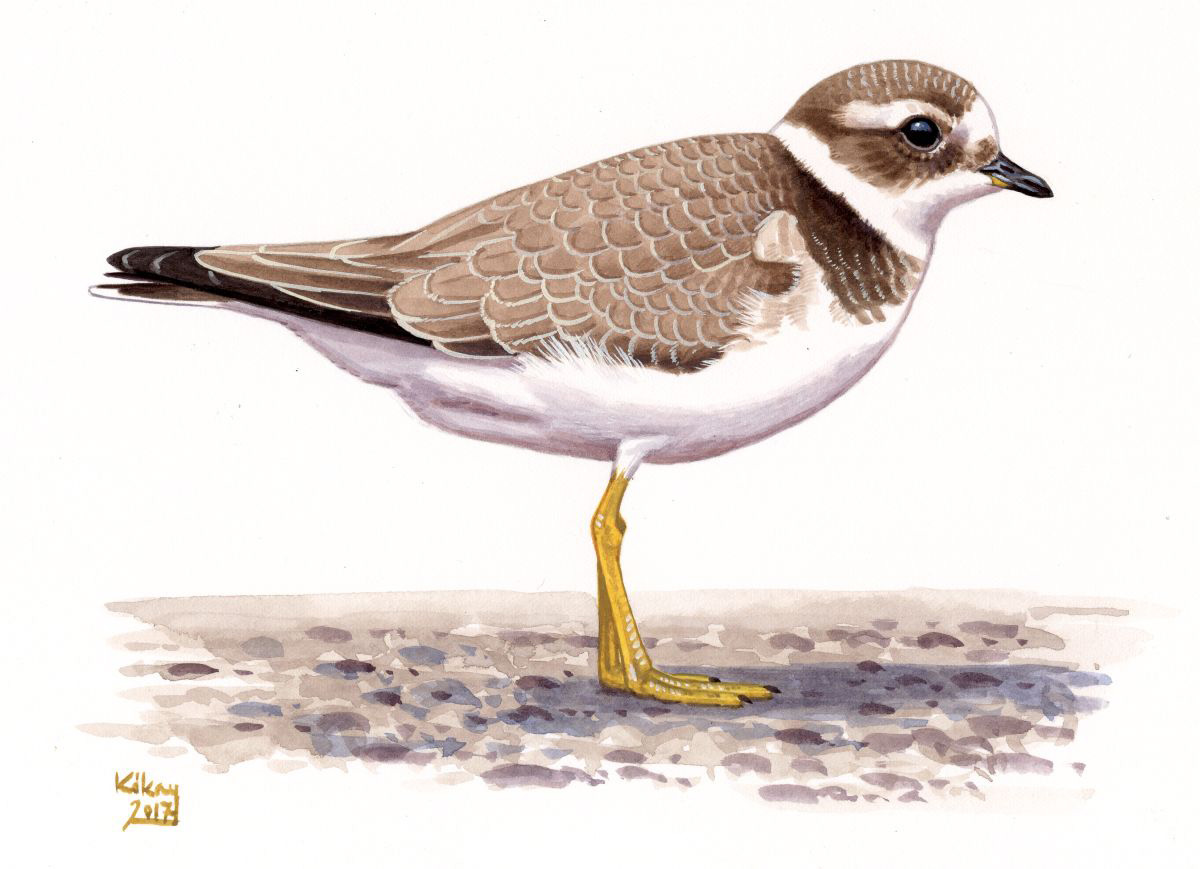 Juvenile Common Ringed Plover (Charadrius hiaticula), watercolour and bodycolour on paper