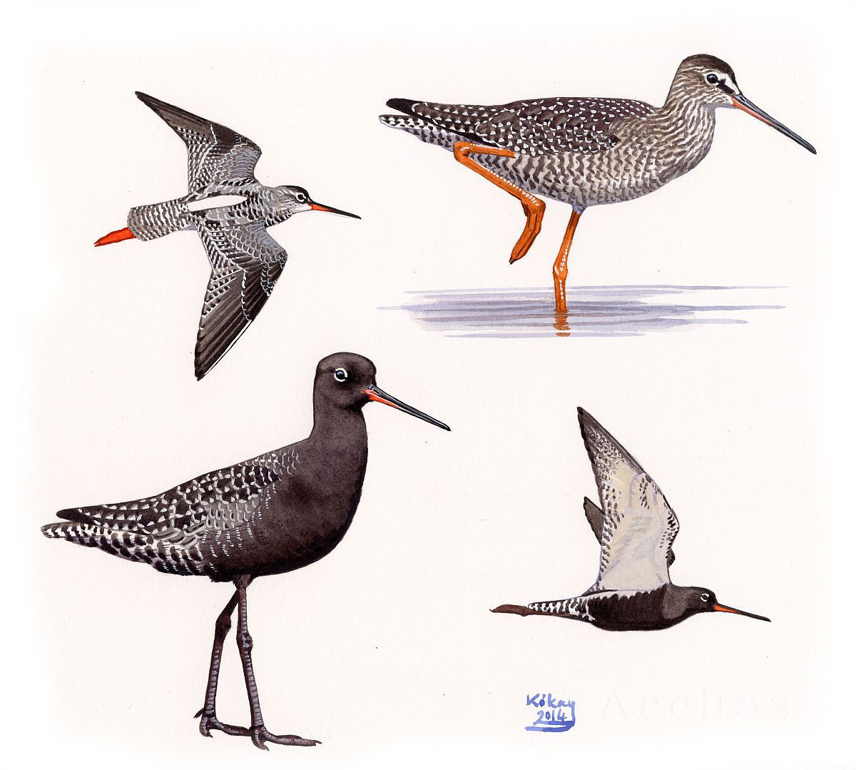 Spotted Redshank (Tringa erythropus), watercolour and bodycolour on paper