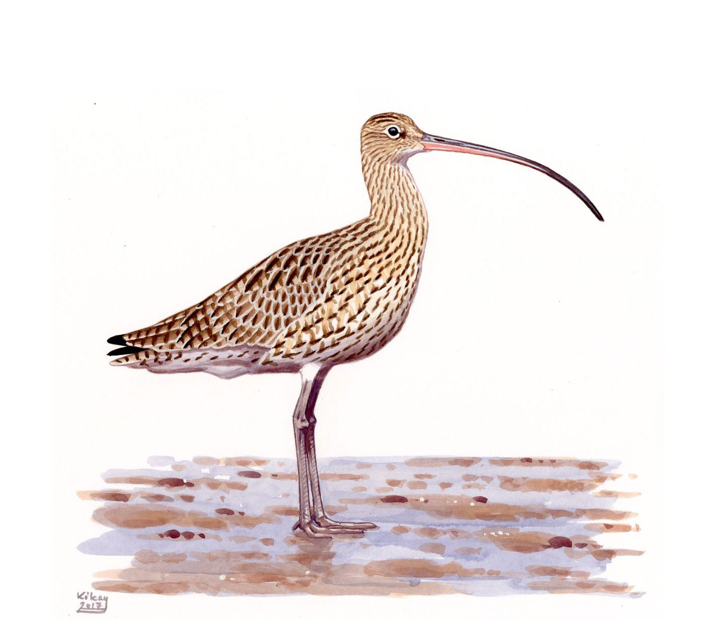 Far Eastern Curlew (Numenius madagascariensis), watercolour and bodycolour on paper