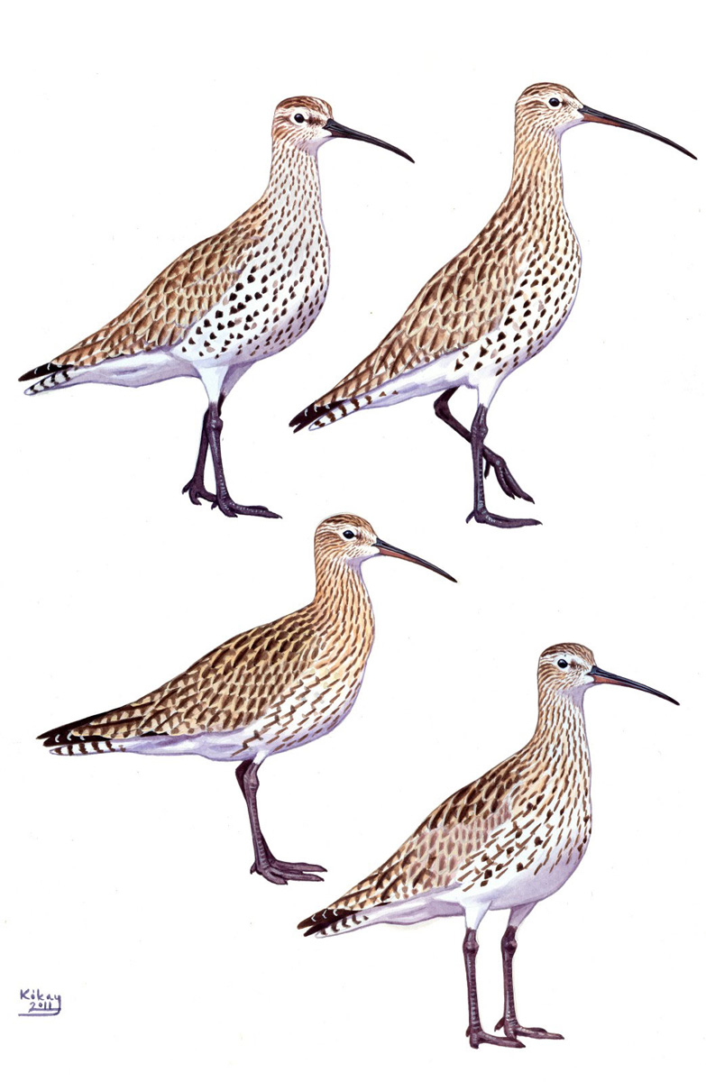 Slender-billed Curlew (Numenius tenuirostris), watercolour and bodycolour on paper