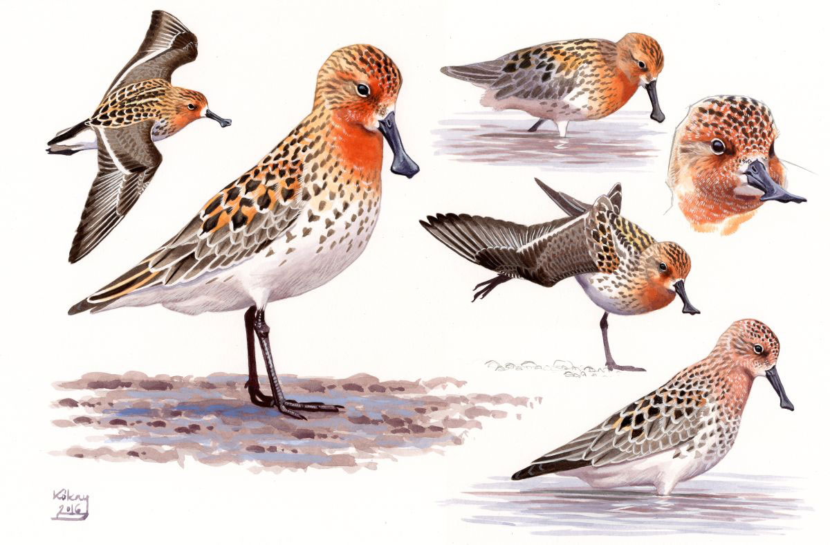 Spoon-billed Sandpiper (Calidris pygmeus), watercolour and bodycolour on paper
