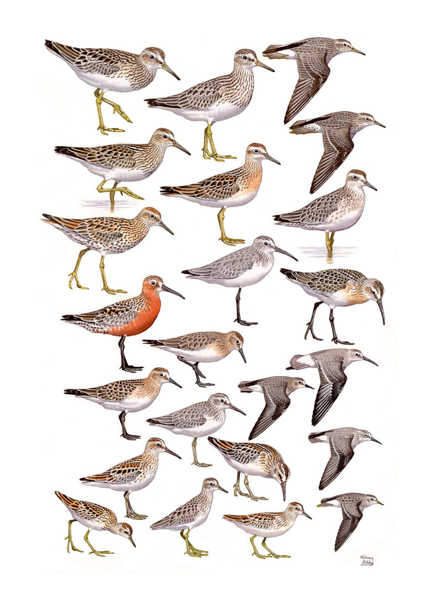 Sandpipers and Long-toed Stint (Calidris spp.), watercolour and bodycolour on paper
