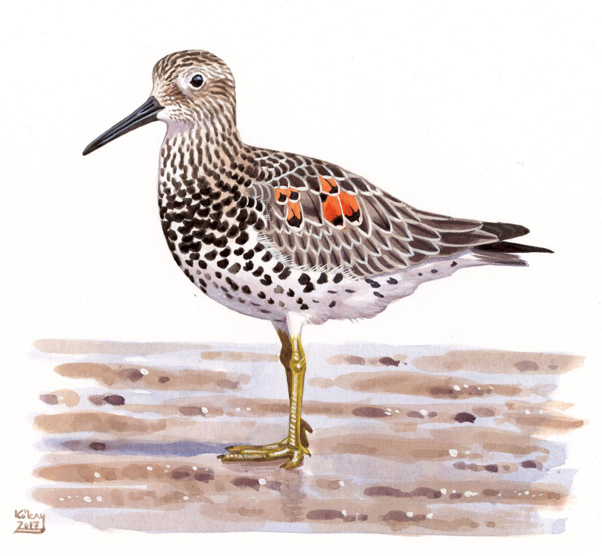 Great Knot (Calidris tenuirostris), watercolour and bodycolour on paper