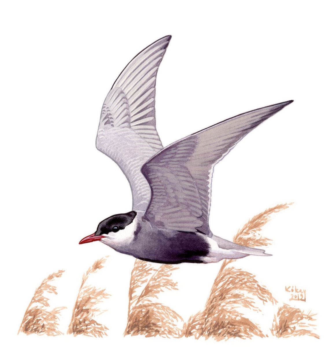 Whiskered Tern (Chlidonia hybridus), watercolour and bodycolour on paper