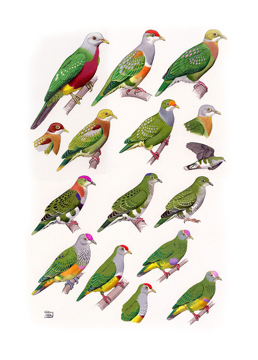 Fruit Doves (Ptilinopus spp.), watercolour and bodycolour on paper