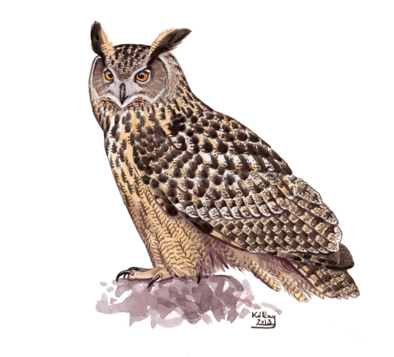 Eurasian Eagle Owl (Bubo bubo), watercolour and bodycolour on paper