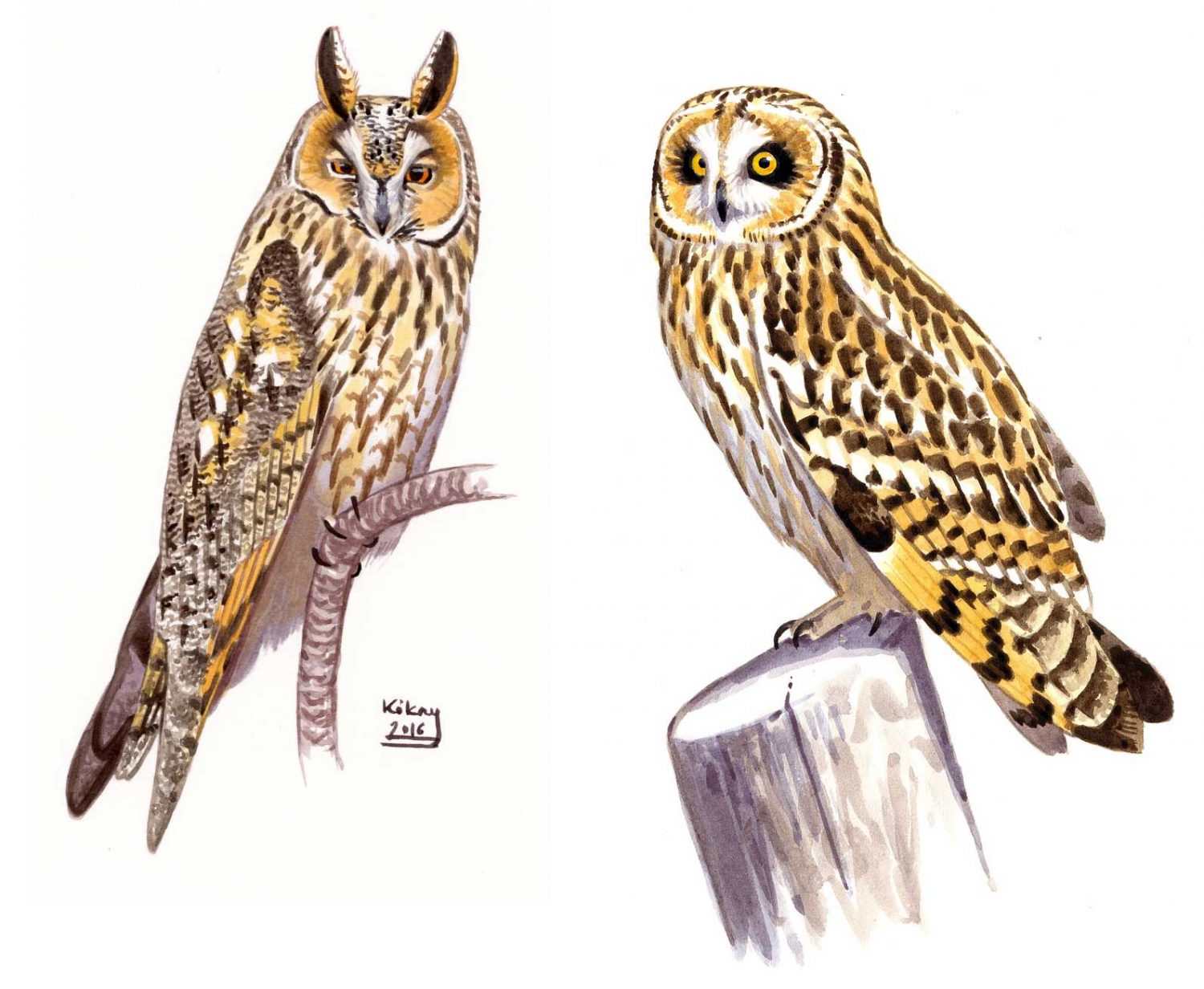 Long-eared and Short-eared Owl (Asio otus, flammeus), watercolour and bodycolour on paper