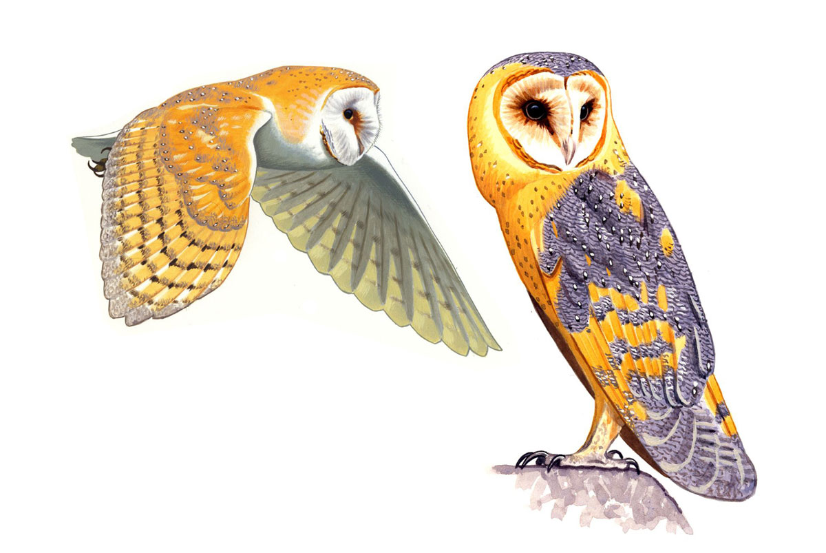 Gyöngybagoly (Tyto alba), akvarell és gouache papíron