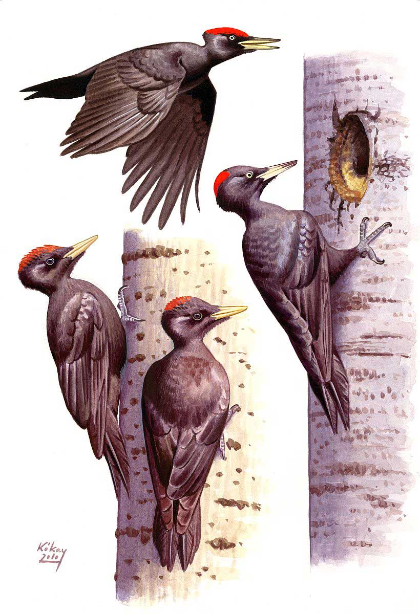 Fekete harkály (Dryocopus martius), akvarell és gouache papíron