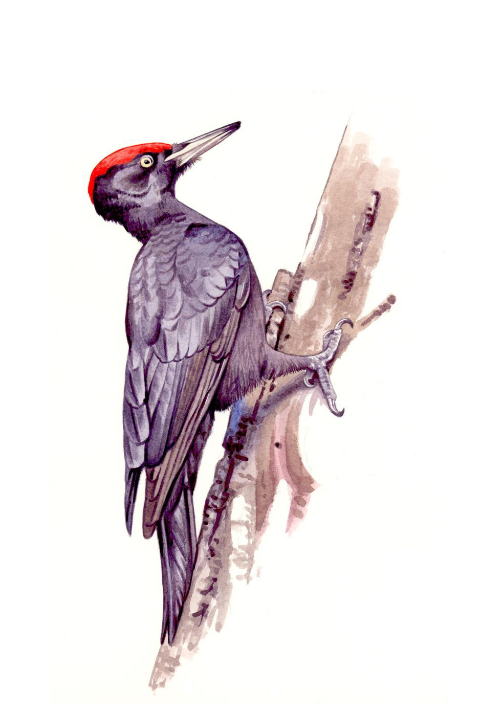 Fekete harkály (Dryocopus martius), akvarell papíron