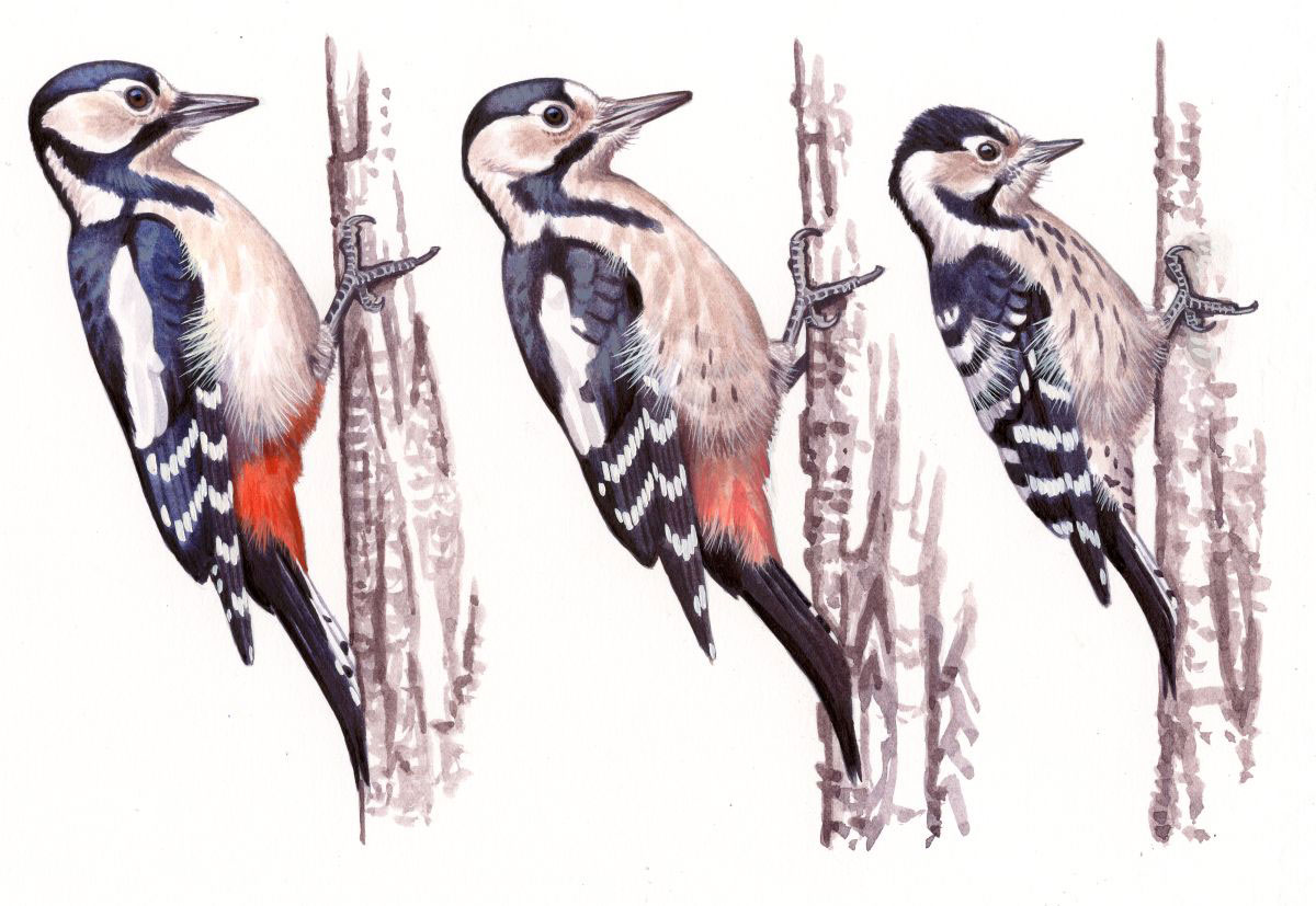 Great Spotted, Syrian and Lesser Spotted Woodpecker females (Dendrocopos spp.), watercolour on paper