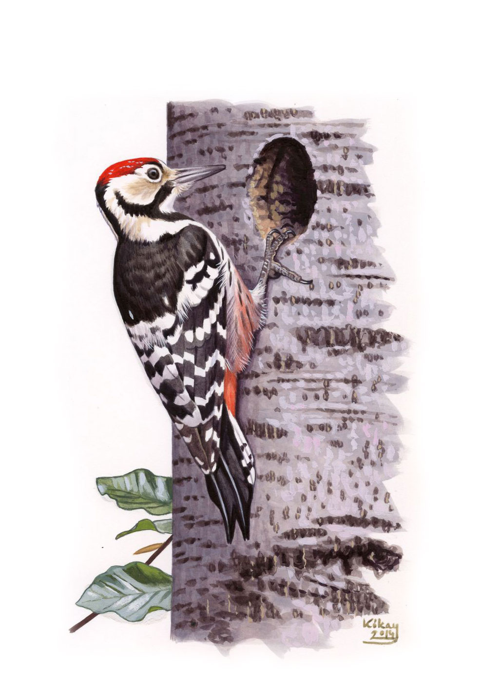 White-backed Woodpecker (Dendrocopos leucotos), watercolour and bodycolour on paper