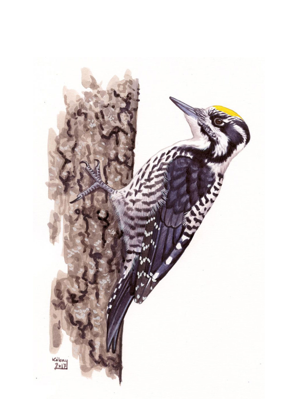 Eurasian Three-toed Woodpecker (Picoides tridactylus), watercolour and bodycolour on paper