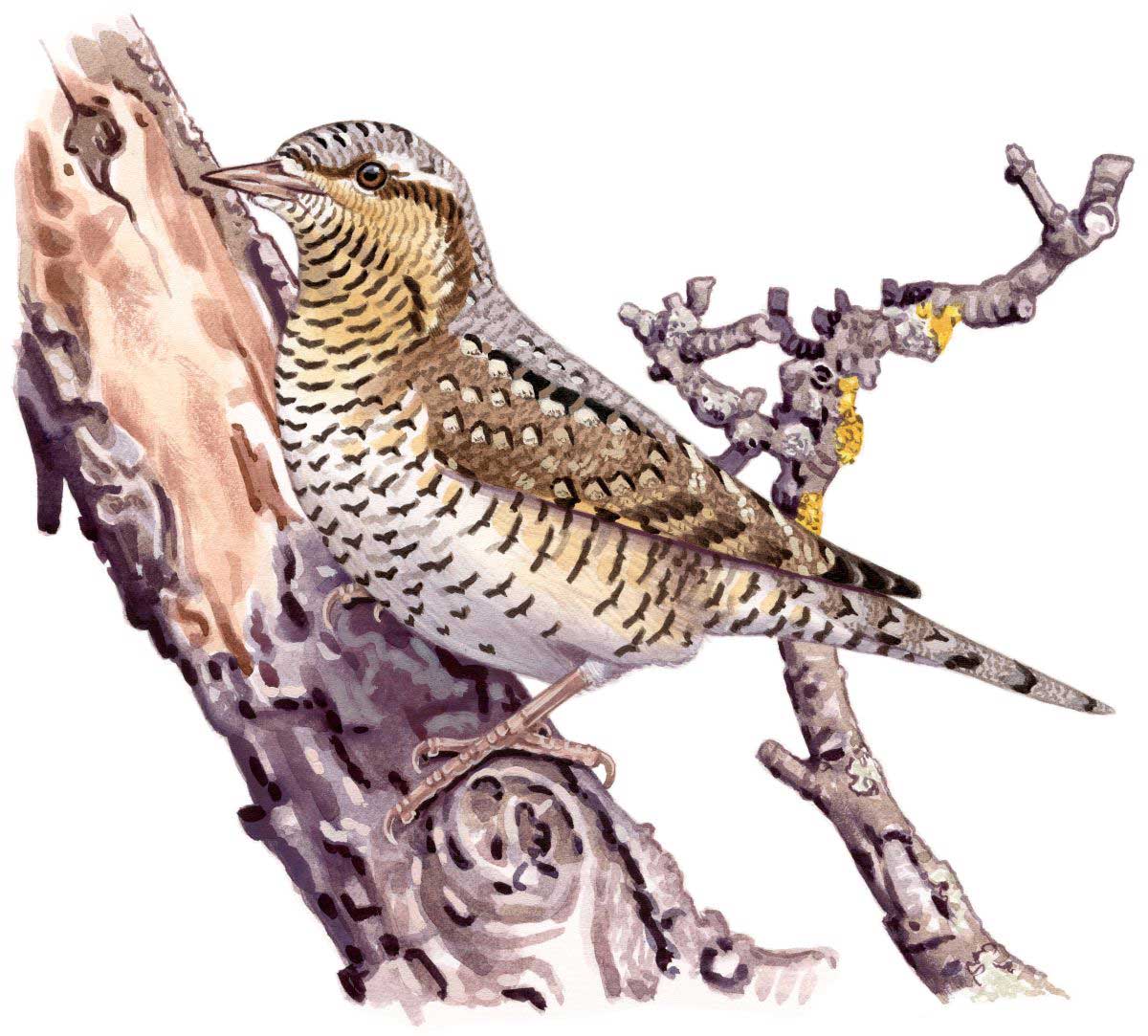 Eurasian Wryneck (Jynx torquilla), watercolour and bodycolour on paper