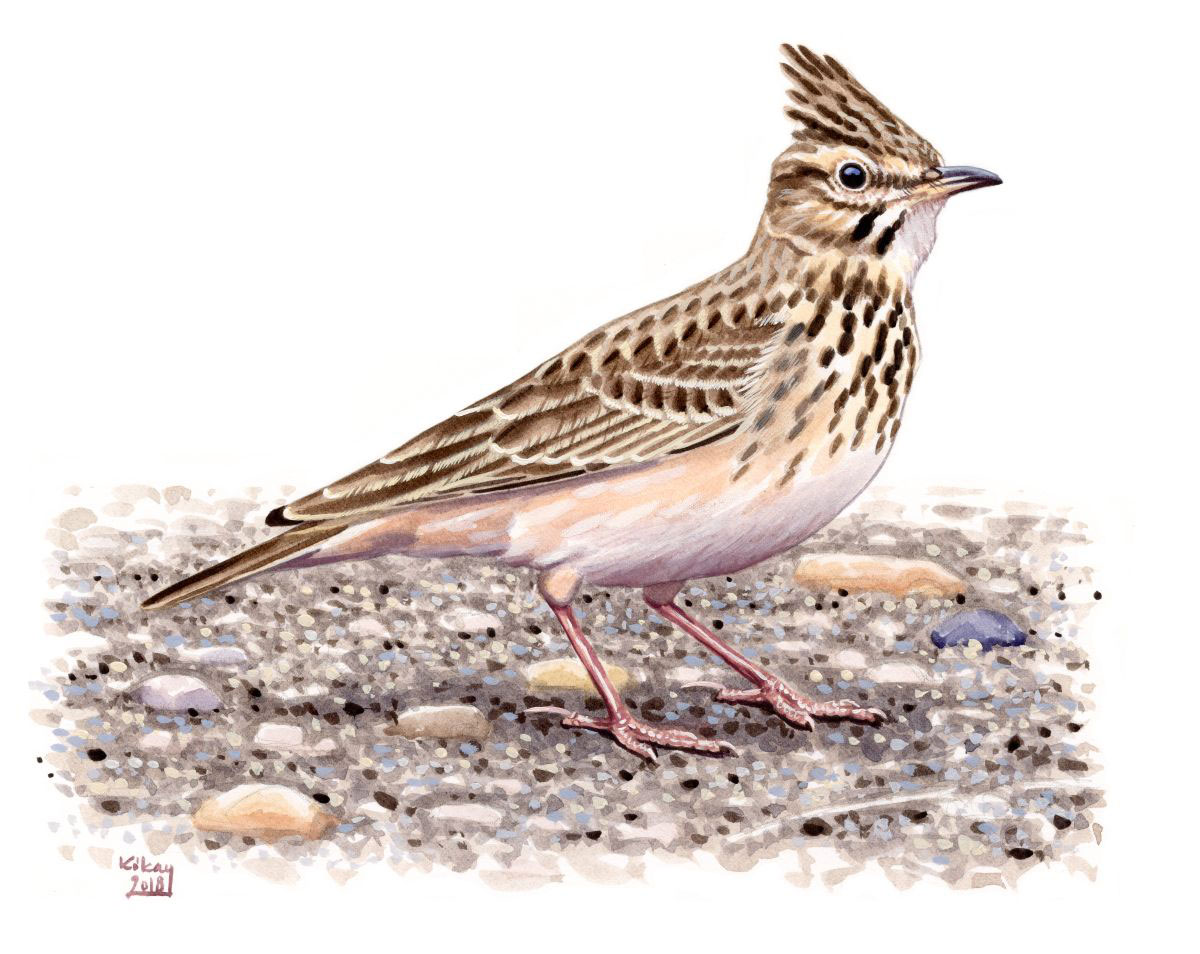Crested Lark (Galerida cristata), watercolour and bodycolour on paper