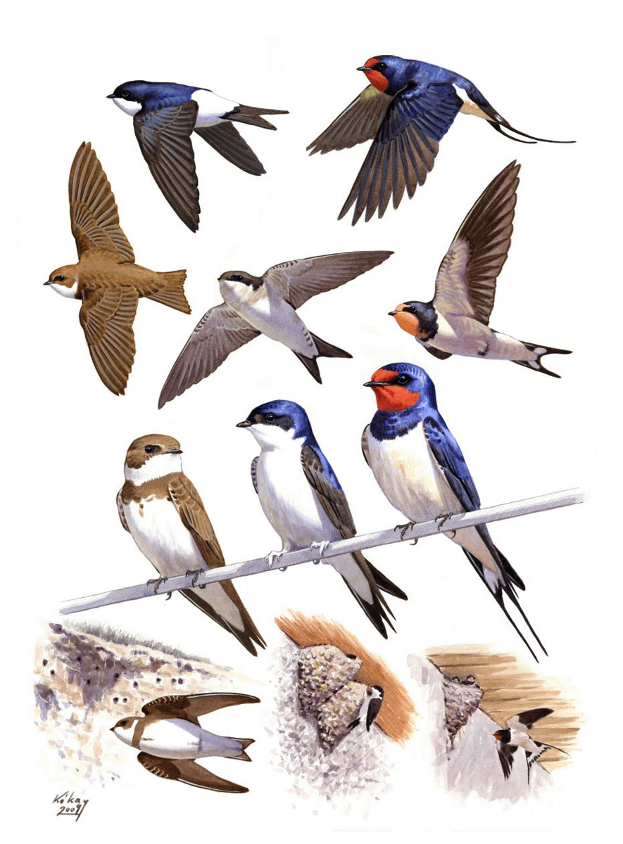 Sand and House Martin, Barn Swallow (Riparia riparia, Delichon urbica, Hirundo rustica), watercolour and bodycolour on paper
