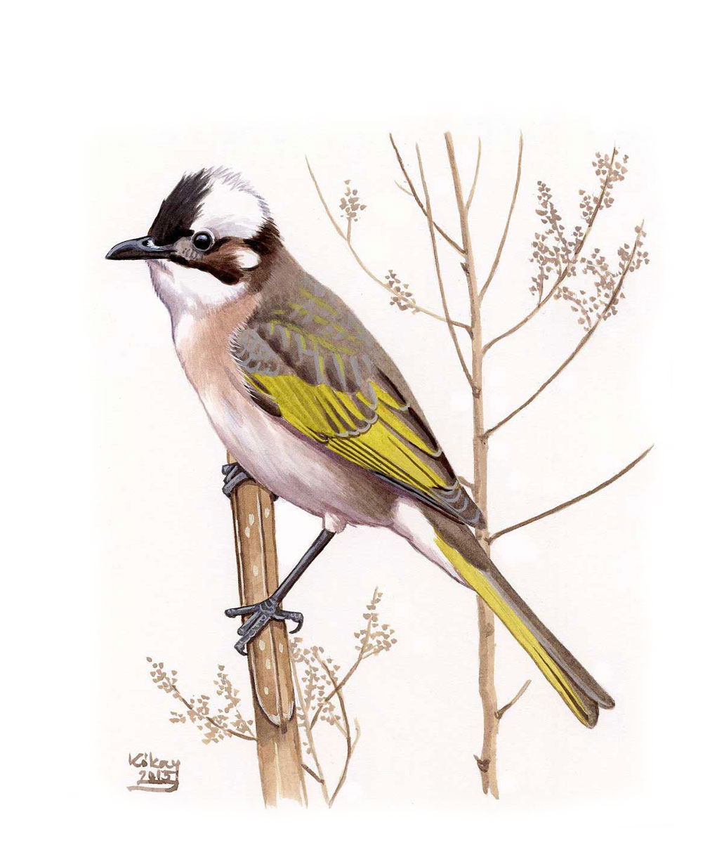 Light-vented Bulbul (Pycnonotus sinensis), watercolour and bodycolour on paper