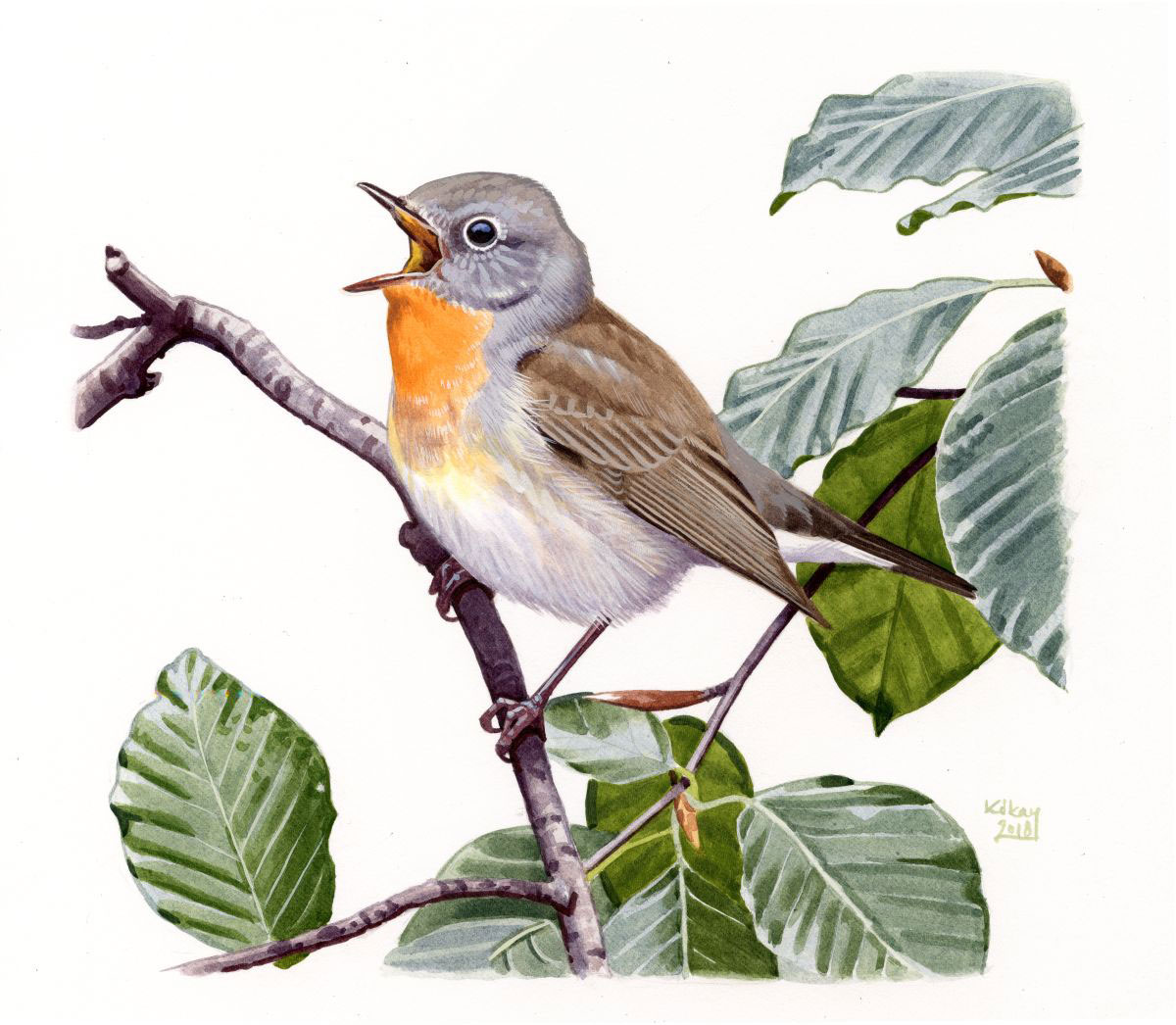 Red-breasted Flycatcher (Ficedula parva), watercolour and bodycolour on paper