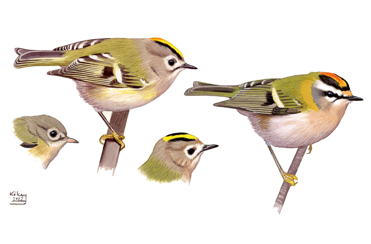 Goldcrest and Firecrest (Regulus regulus, ignicapillus), watercolour and bodycolour on paper