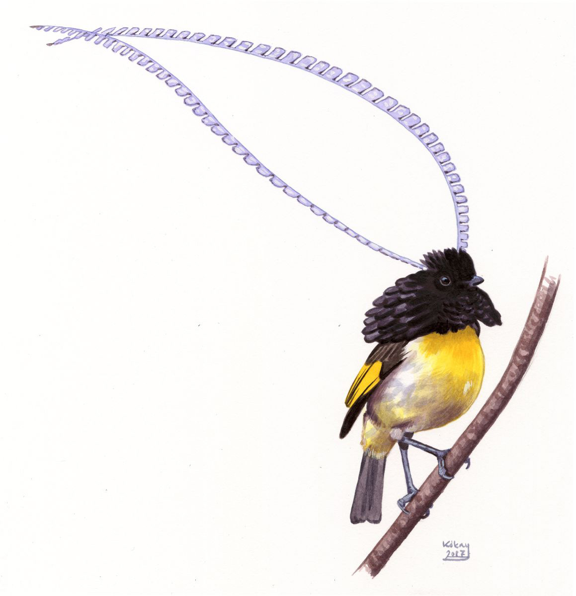 Fátyolos paradicsommadár (Pteridophiora alberti), akvarell és gouache papíron