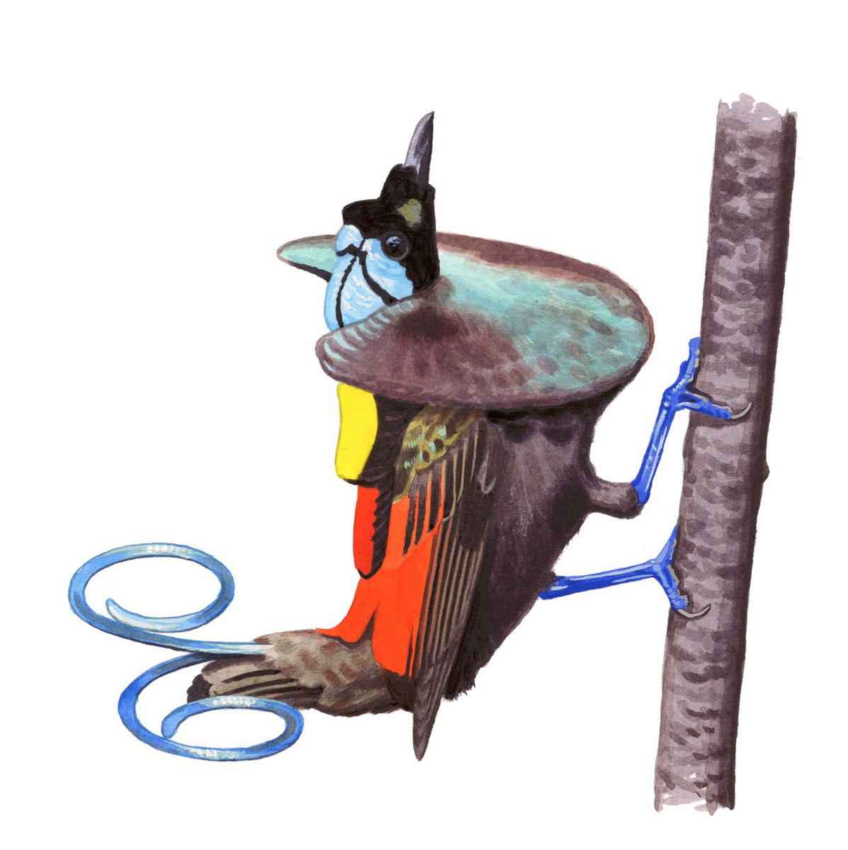 Lantfarkú paradicsommadár (Diphyllodes respublica), akvarell és gouache papíron