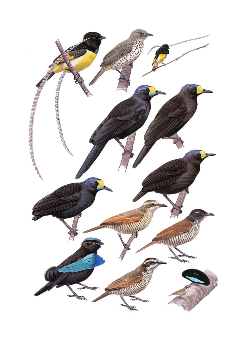 Various Bird of Paradise species (Pteridophora alberti, Paradigalla spp., Lophorina superba), watercolour and bodycolour on paper