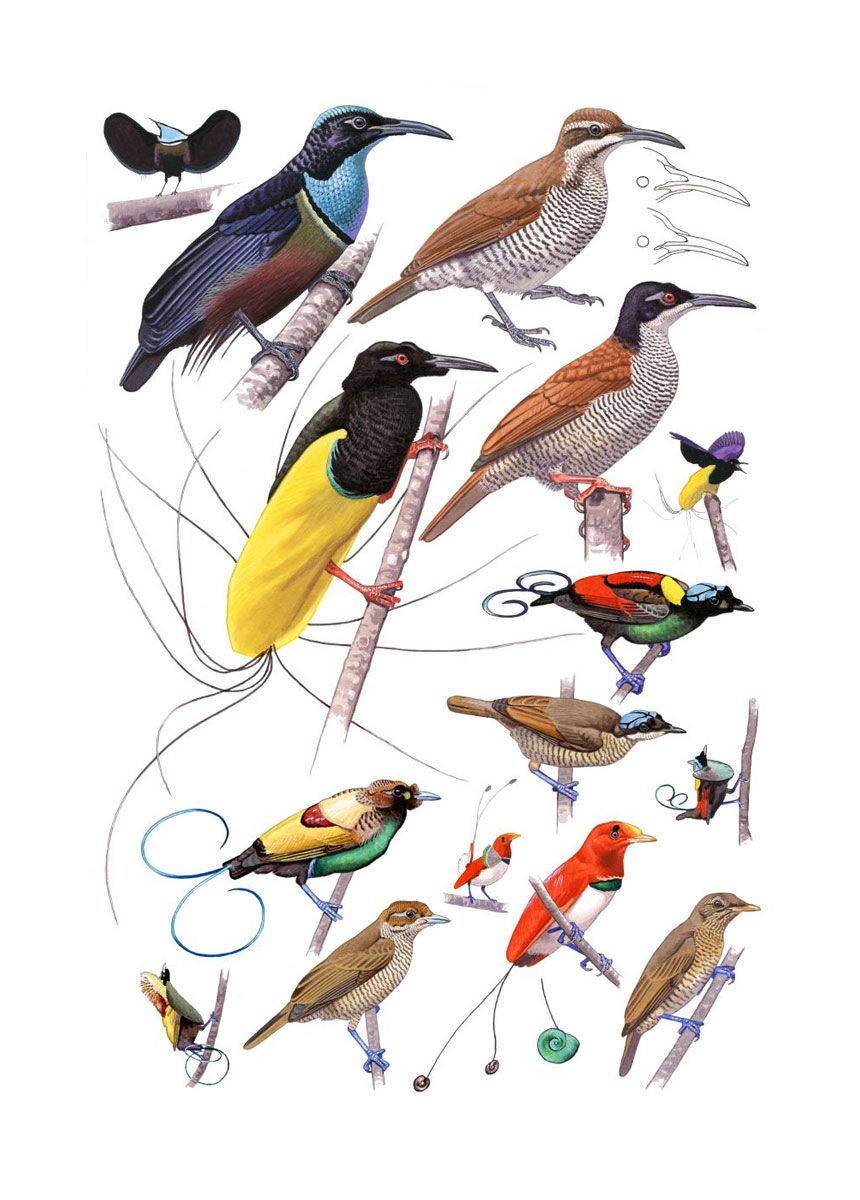 Paradicsommadár-fajok (Ptiloris spp., Seleucidis melanoleucus, Diphyllodes spp., Cicinnurus regius), akvarell és gouache papíron
