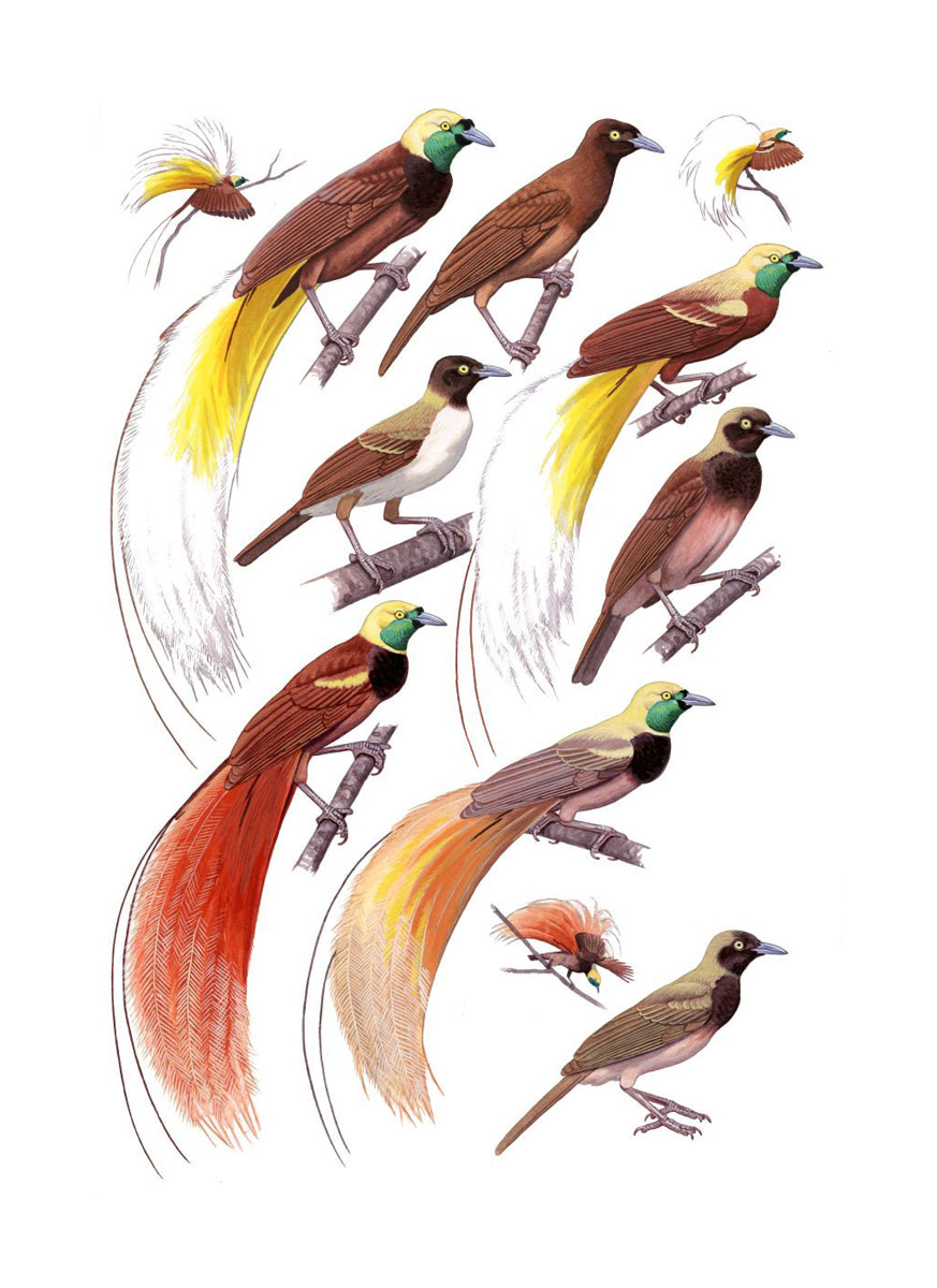 Various Bird of Paradise species (Paradisaea spp.), watercolour and bodycolour on paper