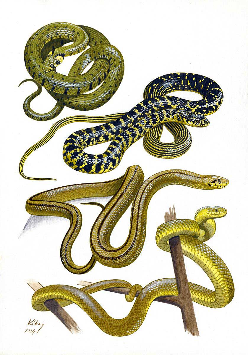 Snakes (Colubridae), acrylic on paper