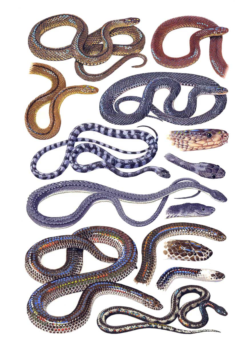 Siklófajok (Xenodermatidae, Xenopeltidae, Xenophidiidae), akvarell és gouache papíron