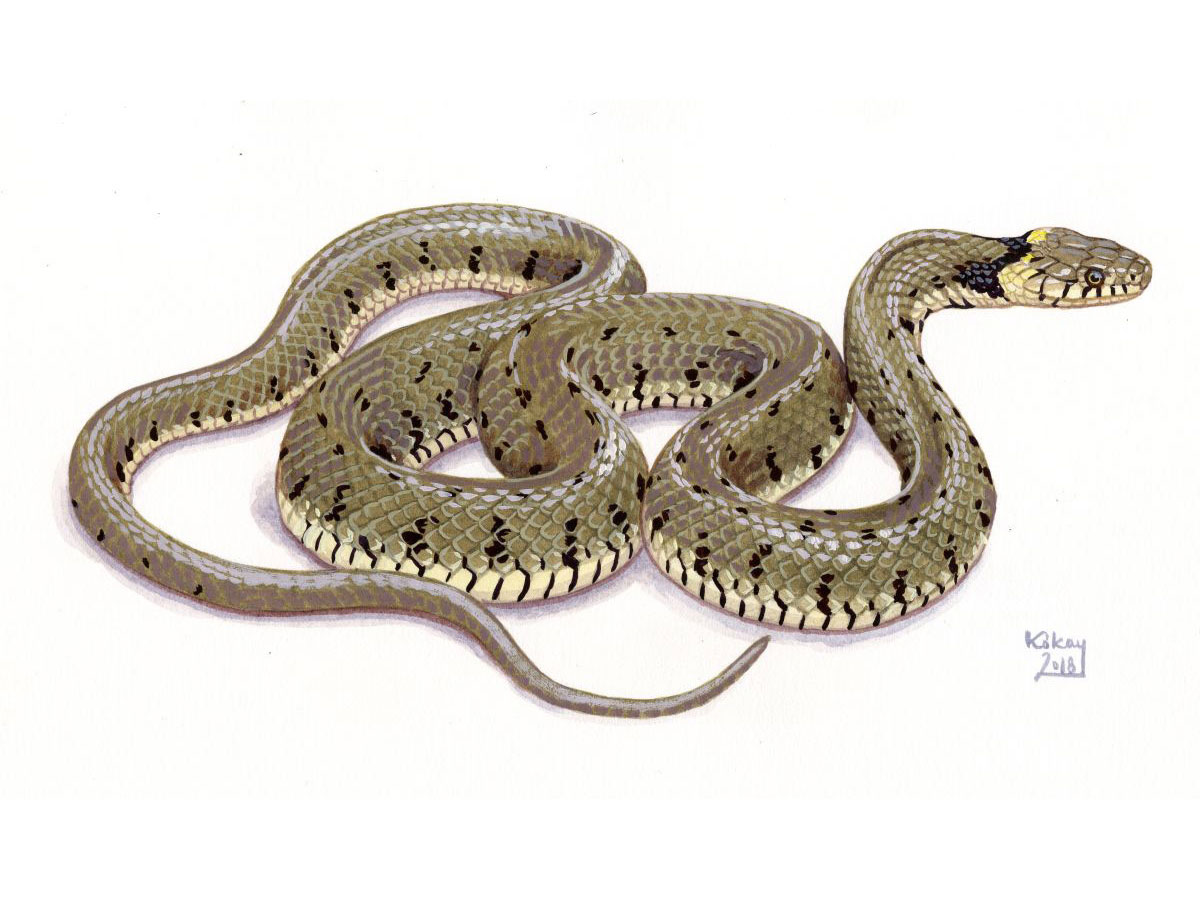 Grass Snake (Natrix natrix), watercolour and bodycolour on paper