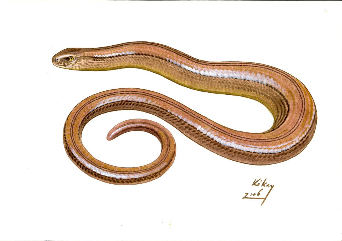 Slow Worm (Anguis fragilis), watercolour and bodycolour on paper