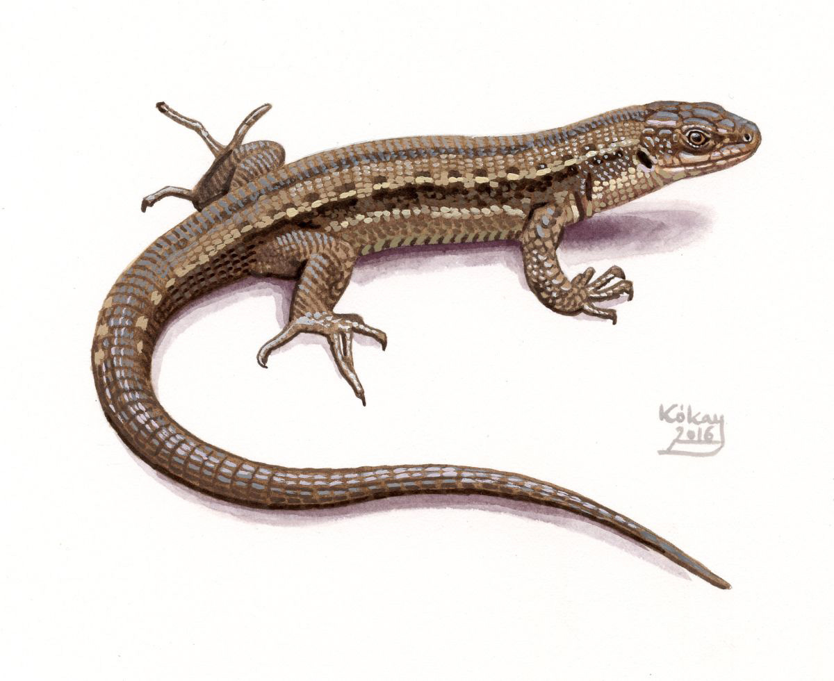 Viviparous Lizard (Zootoca vivipara), watercolour and bodycolour on paper