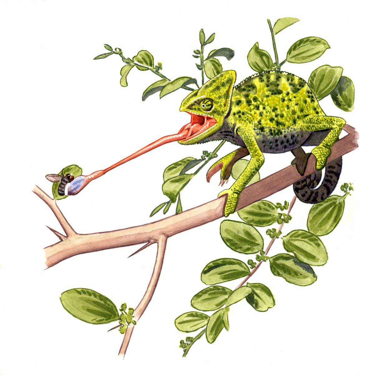 Veiled Chameleon (Chamaeleo calyptratus), watercolour and bodycolour on paper