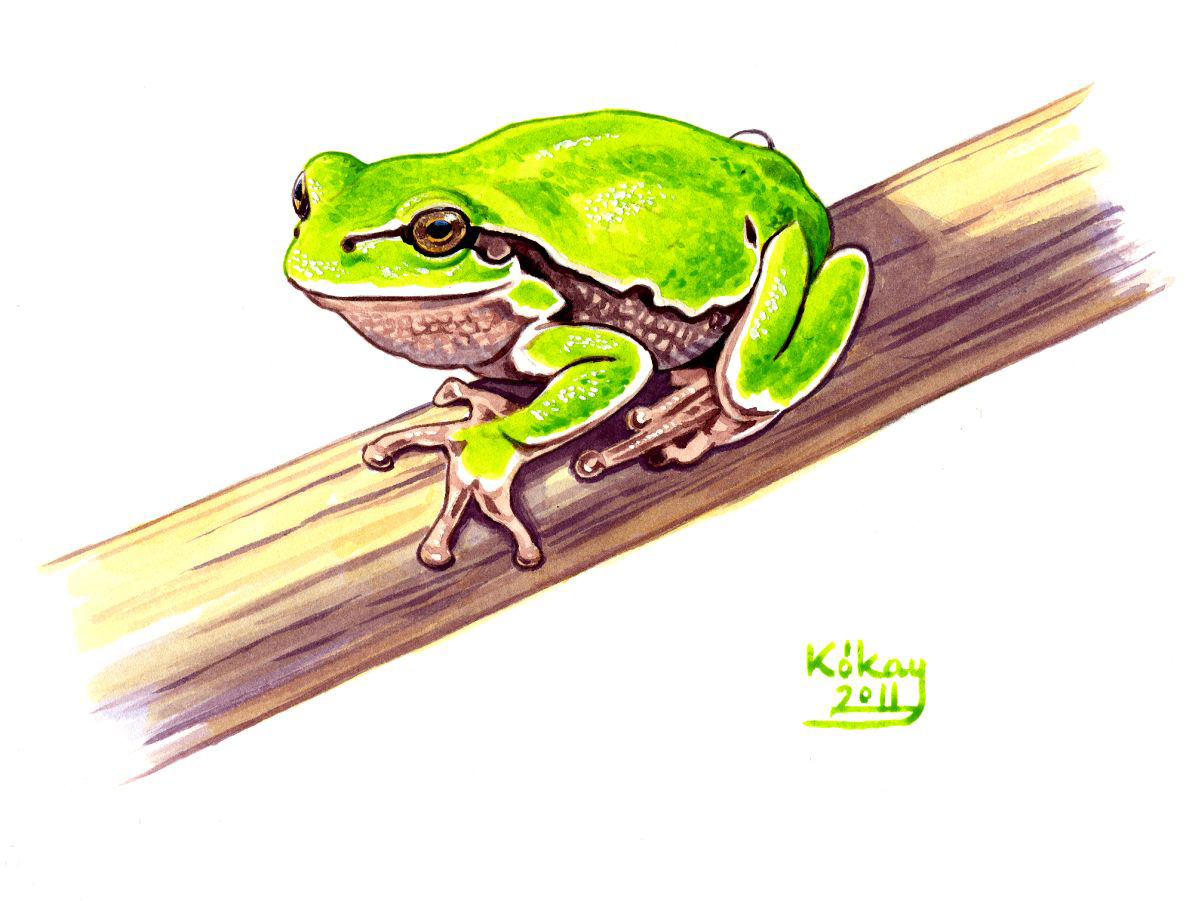 Tree Frog (Hyla arborea), watercolour and bodycolour on paper